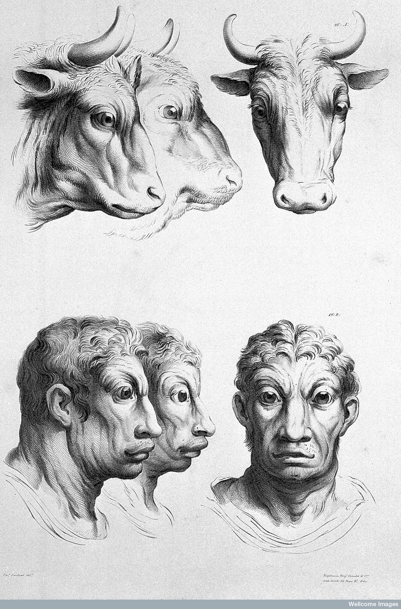 Illustration for article titled Baroque-Era Drawings Reveal Early Ideas About Evolution